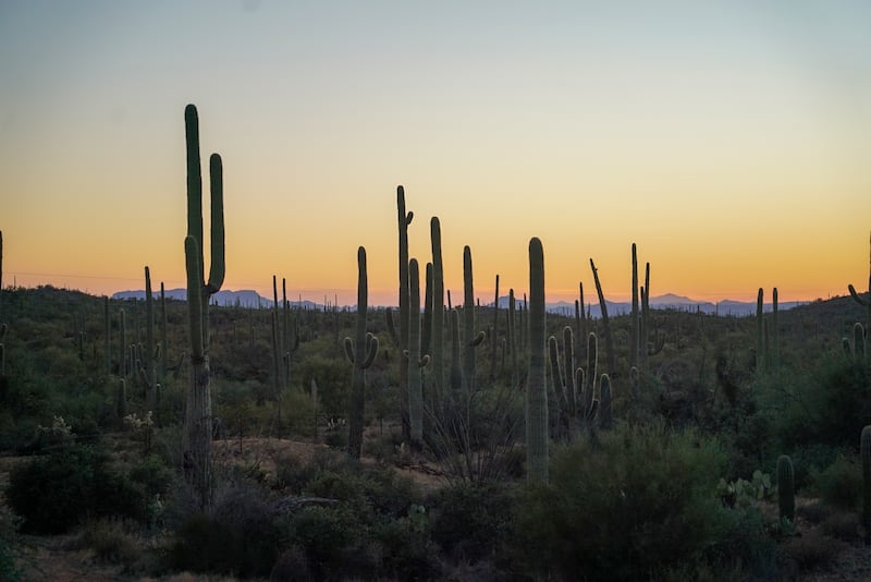 Sunset in the desert at the border between Mexico and the US. Unauthorised immigrants have to cross the desert to avoid US border patrol. Photograph: Enda O'Dowd