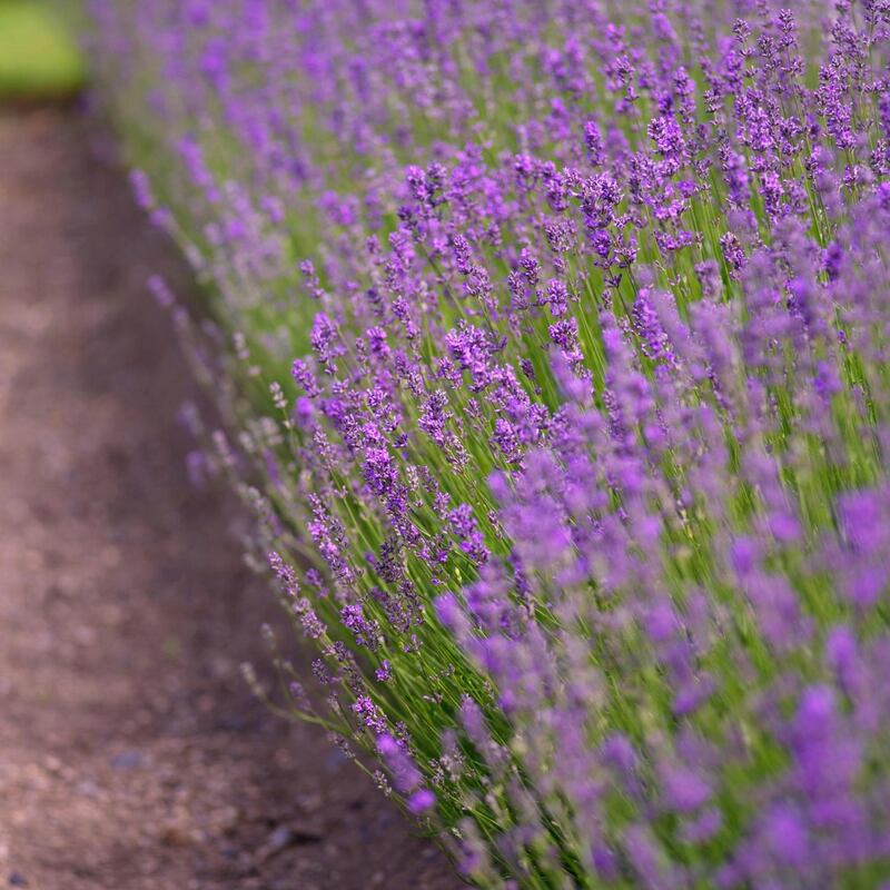 Lavender Hedge. Photograph: Richard Johnston