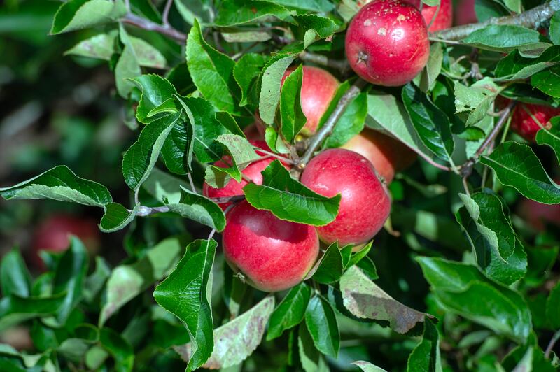 Apples are some of the many things grown in the garden at Ballyvolane House. Photograph: Michael Mac Sweeney/Provision