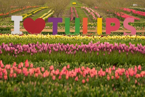 Tulips: the flowers that get on with almost everything else in the garden