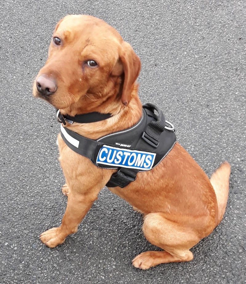 James, the Revenue detector dog. Photograph: Revenue