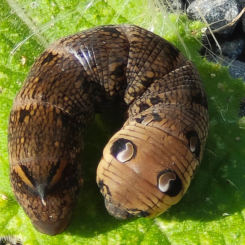 Elephant hawkmoth caterpillar. Photograph supplied by Paul Maguire