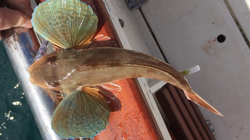 The tub gurnard, a common fish of inshore waters.