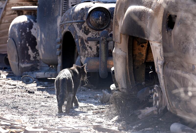 A cat wanders amid cars destroyed by the Eaton Fire in Altadena. Photograph: Chris Pizzello/AP