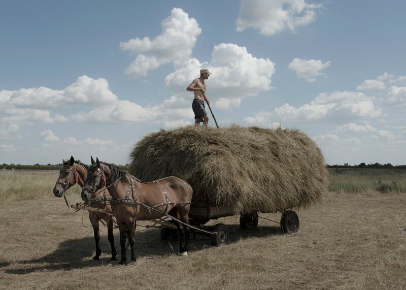 A farmer stacks hay near the town of Novyi Buh in the Mykolaiv region, Ukraine. Photograph: Emile Ducke/The New York Times