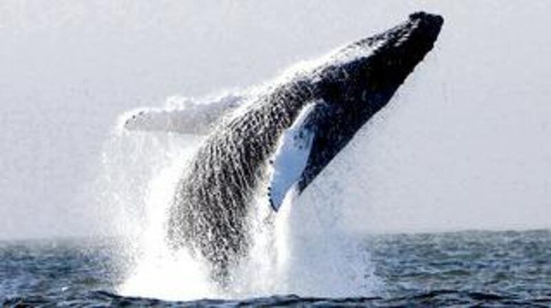 A humpback whale breaching in waters off Hook peninsula, Co Wexford. The whale was one of four species identified over the past weekend. Photographs: Pádraig Whooley/Irish Whale and Dolphin Group