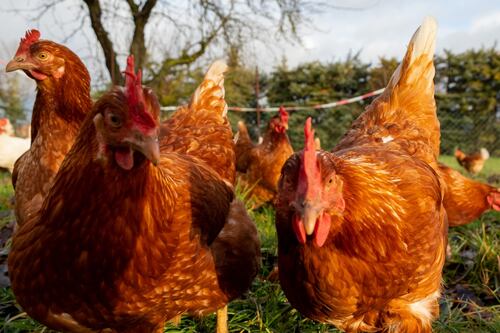 Second outbreak of avian flu in Co Monaghan commercial poultry flock