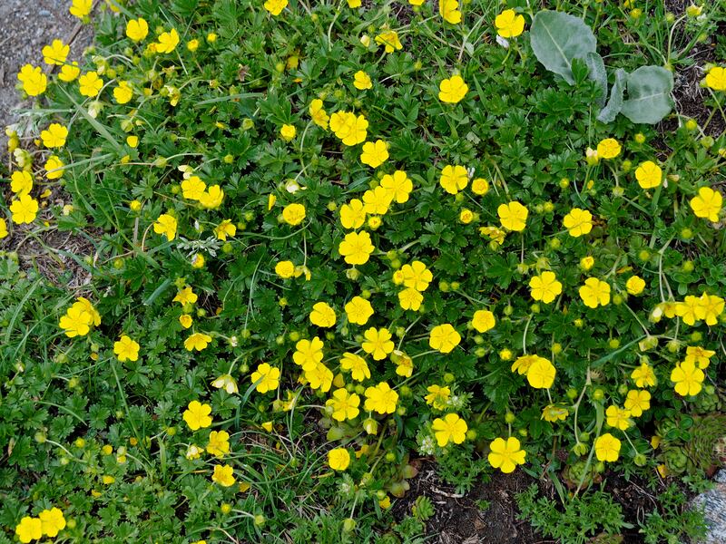 Yellow Potentilla or Cinquefoil, happy in sun or light shade and a free-draining soil. Photograph: Getty