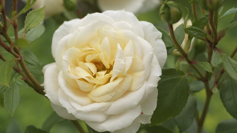 You could argue that roses deserve a spot in every garden. Photograph: Richard Johnston