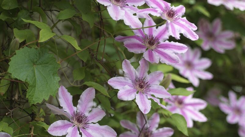 The early large-flowered clematis ‘Nelly Moser’ is one of the stars of the June garden. Photograph: Richard Johnston