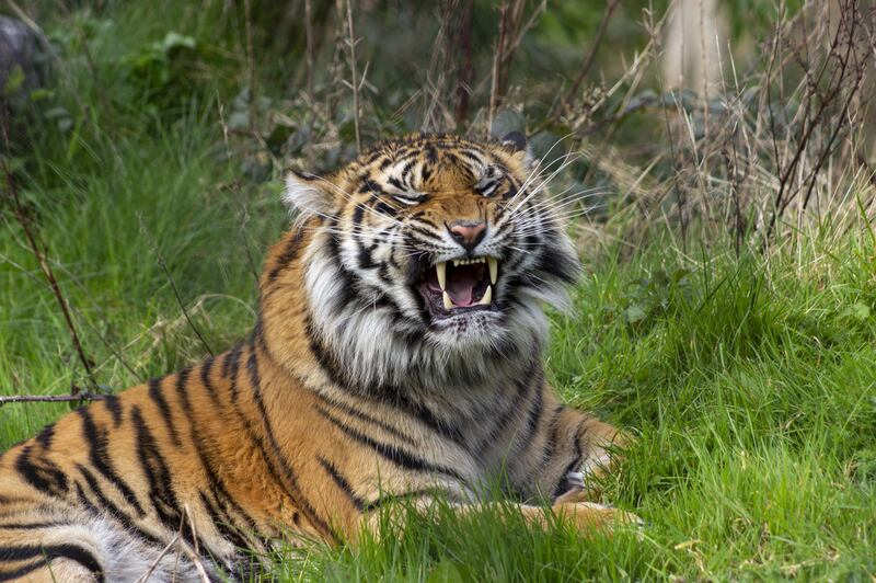 Sumatran tigers are 'very effective killers'. Photograph: Fota Wildlife Park