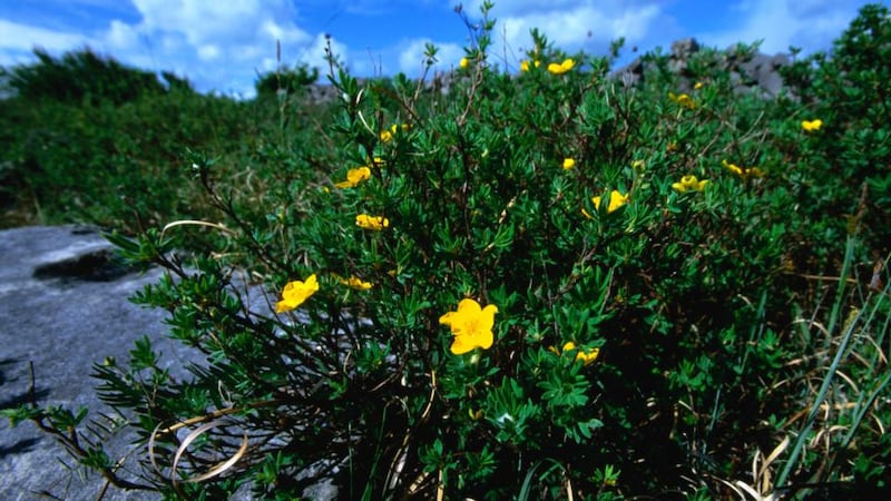 Shrubby Cinquefoil