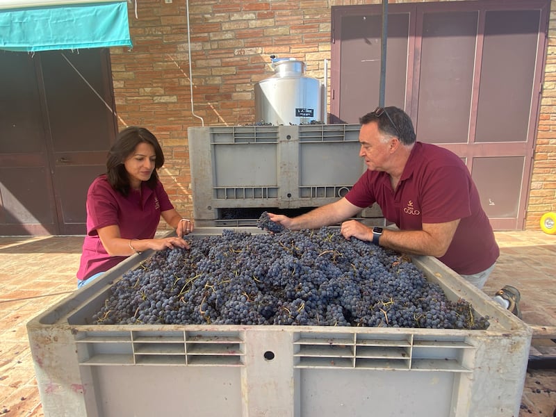 Winemakers Paari and Niall O'Toole examine the grape harvest at Poggio Golo. Photograph: Michelle Porter