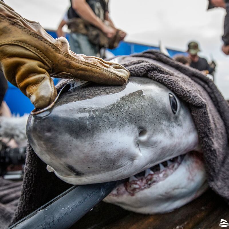 Great white sharks in Ireland? International team seeks confirmation in survey of Irish waters