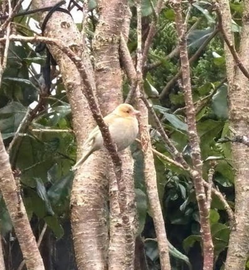 Female chaffinch. Photograph: Audrey Herlihy