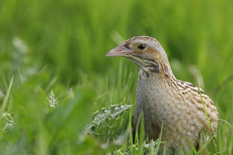 Conrcrakes were under threat. Photograph: PA