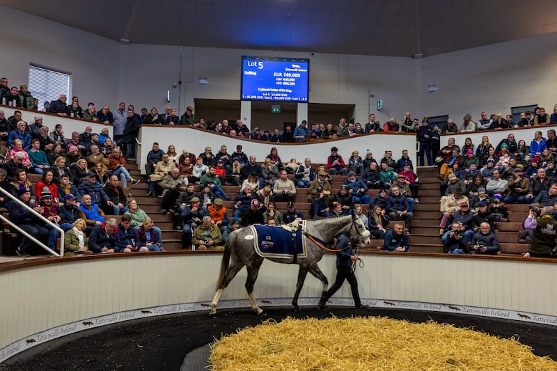 The two main sales companies, Goffs and Tattersalls, already give money to rehoming bodies in Ireland that are swamped by the scale of the overall problem. Photograph: Morgan Treacy/Inpho 