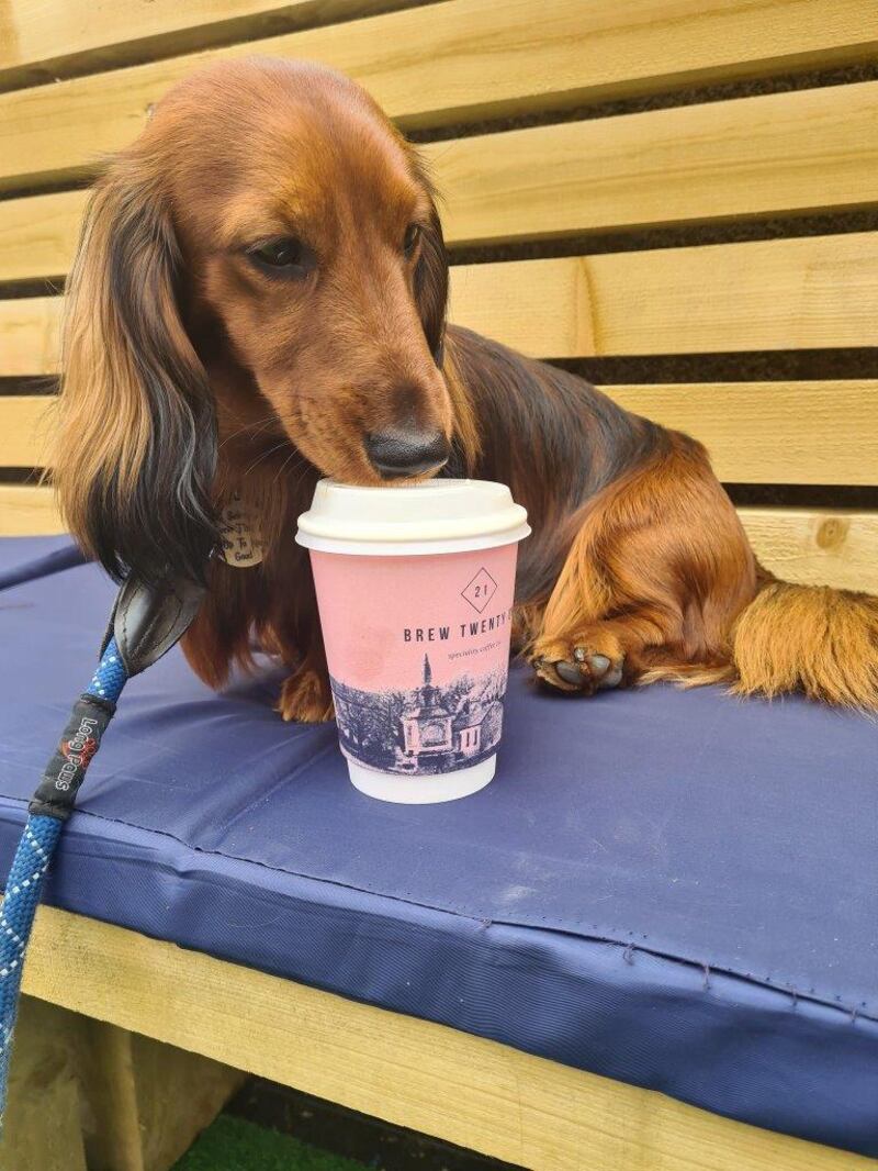 Teddy having a pupaccino at Brew Twenty One in Blessington