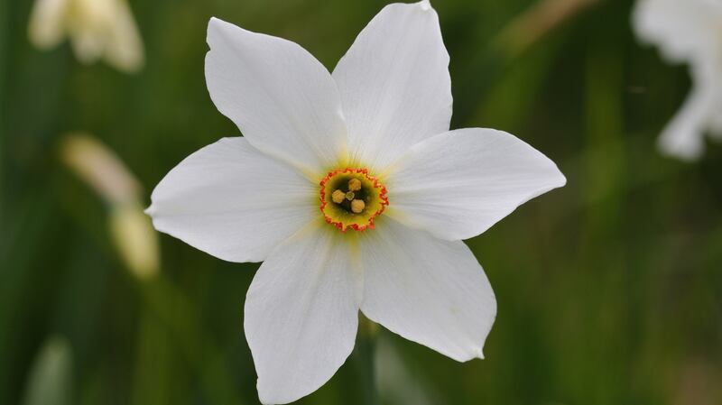 Narcissus poeticus. Photograph: iStock