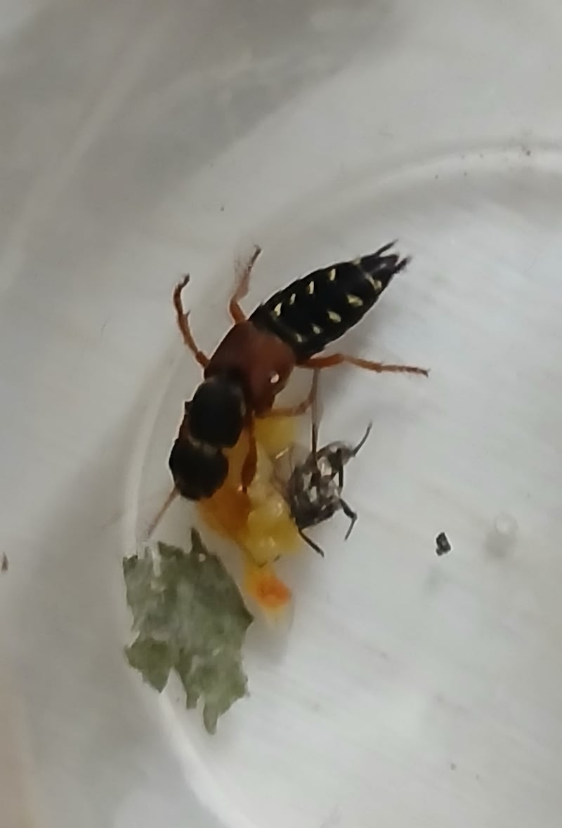 Rove beetle