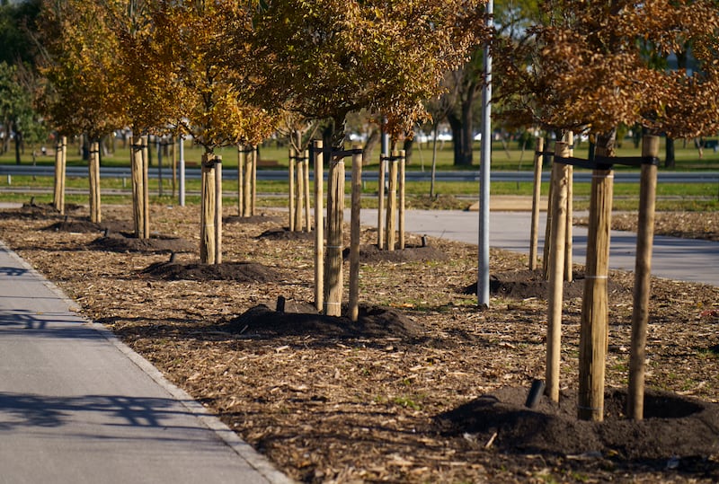 It is essential to select the most suitable tree species for our gardens, parks and streets.