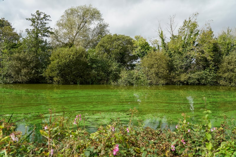 Toxic algae flows from Lough Neagh into a canal that runs into Lough Beg. Photograph: Enda O'Dowd