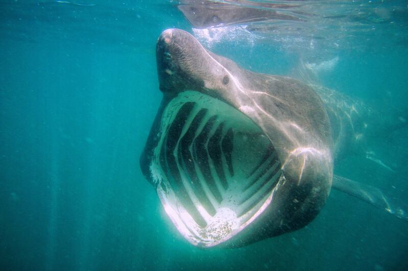 Basking sharks like this one pictured off Baltimore, Co Cork, are among the creatures in danger of disappearing. Photograph: Youen Jacob/Provision