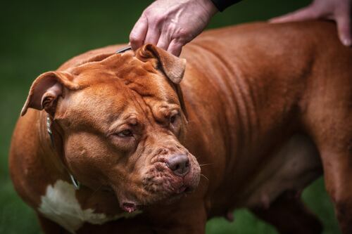 Q&A: the ban on XL bully dogs - how will it work?
