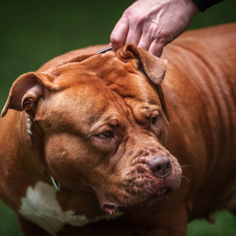 Should XL bullies and other dangerous dogs be banned?