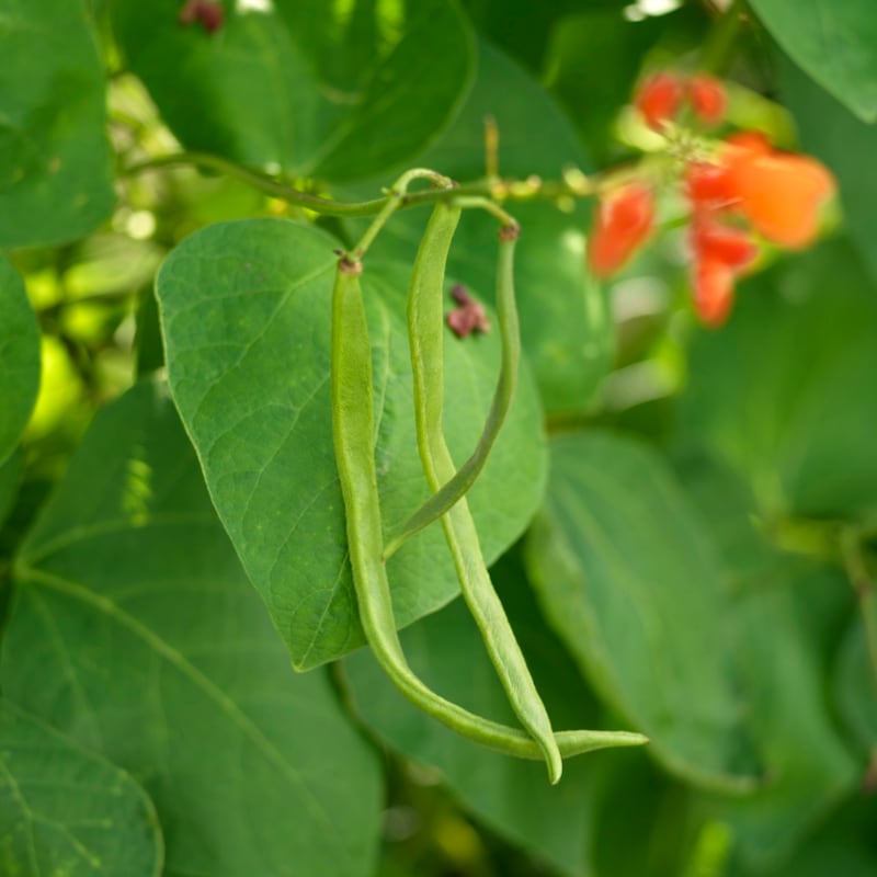 Runner beans growing in an Irish garden. Photograph: Richard Johnston