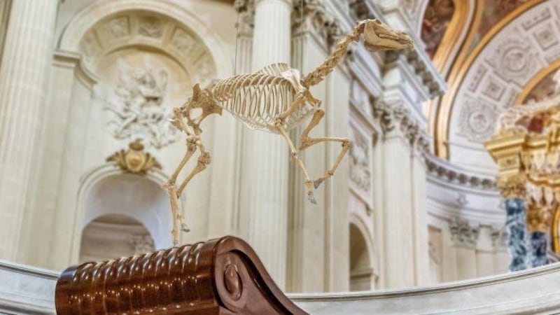 A replica of Napoleon’s favourite horse Marengo suspended over the emperor’s tomb at Les Invalides, Paris