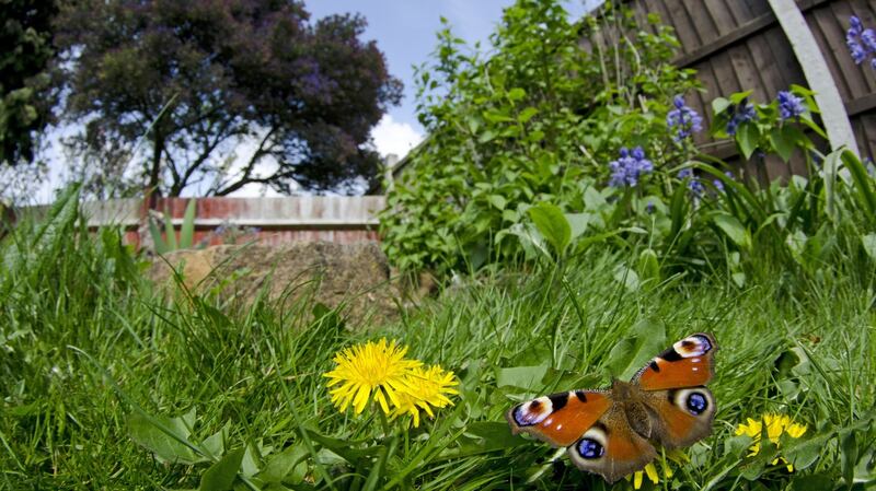 Peacock butterfly is  designed to scare off the hungriest bird. Photograph: Getty Images