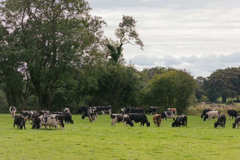 The Connelly farm in Tuam, Co. Galway. Credit: Dora Kazmierak – and NDC & Ornua Quality Milk Awards