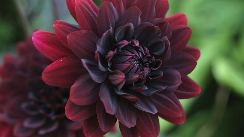 Dahlia ‘Karma Choc’. Photograph: Richard Johnston