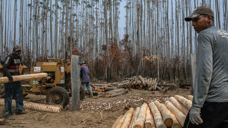 Men work to harvest wood from burnt eucalyptus trees in the Amazon rainforest near Porto Velho. Photograph: Victor Moriyama/The New York Times