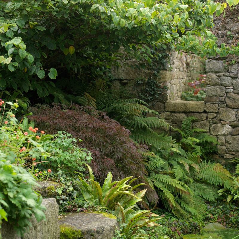 Leafy foliage plants surround a tranquil wildlife-friendly pool in Patthana gardens in County Wicklow Photograph: Richard Johnston