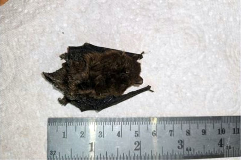 Pipistrelle bat. Photograph supplied by Jason Cross