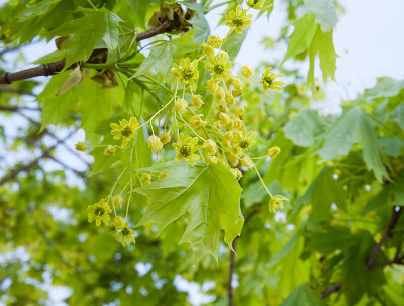 Maple (Acer campestre) flowers and leaves. Awakening of spring nature