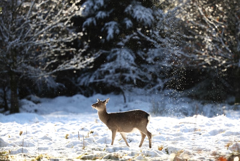 Deer graze in a snow covered forest in Kippure, Co Wicklow, on Wednesday. Photograph: Damien Eagers Photography