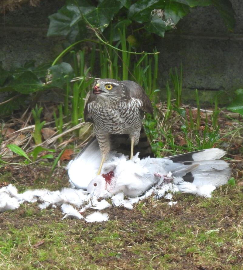 Female sparrowhawk. Photograph supplied by F Lee