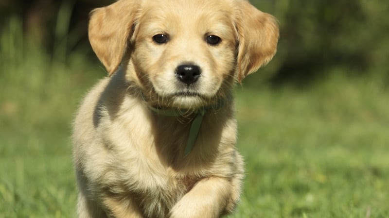 There is no regulation of puppy farming in Ireland. Photograph: iStock