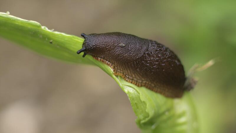 Slug feeding on a garden plant