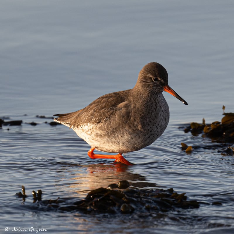 Redshank. Photograph supplied by John Glynn