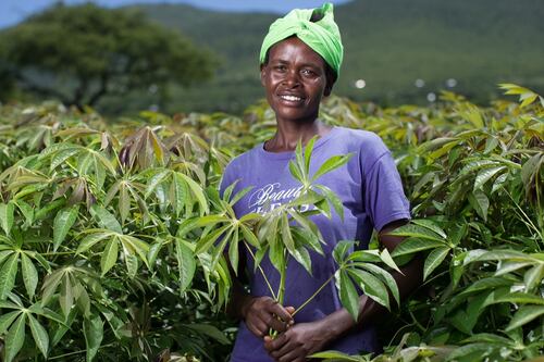 Gorta-Self Help Africa wins  €6.5m crop  project in Kenya