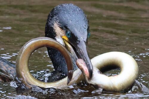 I took a photo of a bird swallowing an eel head first in Dublin