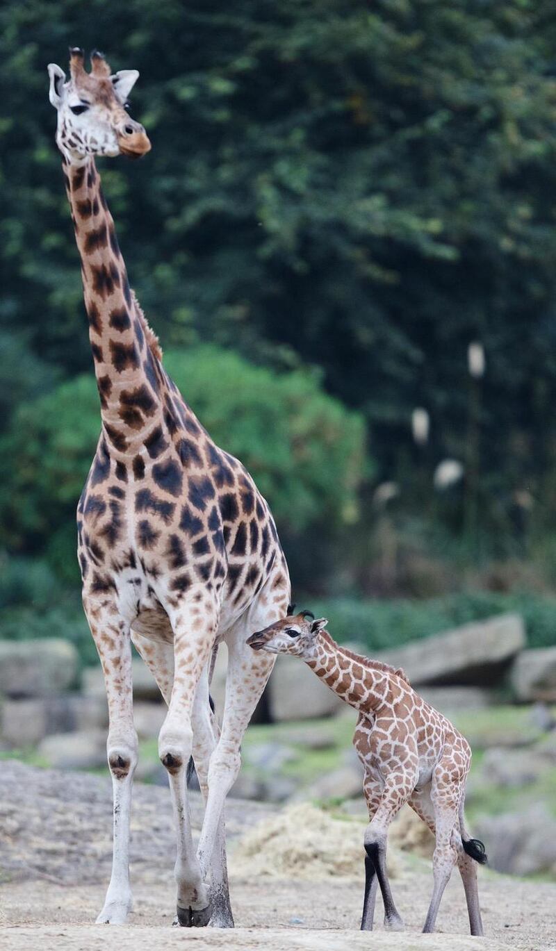 Dublin Zoo’s latest arrival - a male Rothchild giraffe calf stands at 1.8 meters tall and weighs an estimated 60kg. Photograph: Patrick Bolger