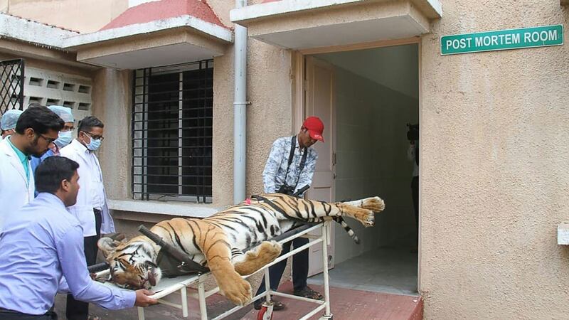 Officials bringing the body of the man-eating tiger T-1 into a postmortem room at Gorewada Rescue Centre in Nagpur, India on Saturday. Photograph:  AFP/Getty Images