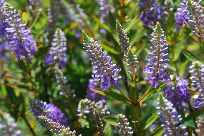 Don’t feel that you have to stick to classic garden evergreen trees and shrubs such as box, bay, yew, laurel, holly, skimmia, hebe, euphorbia, pieris, pittosporum, mahonia and sarcococca. Photograph: iStock