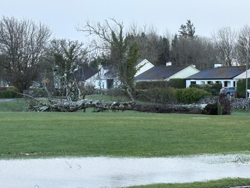 Over 100 trees, many mature, were victims of Storm Éowyn at Castlebar Golf Club. Photograph: Eoin Henshaw