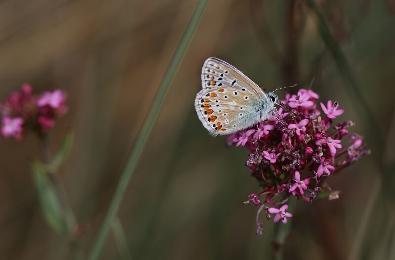 The common blue butterfly at Shellybanks beach, Dublin. Photograph: Nick Bradshaw